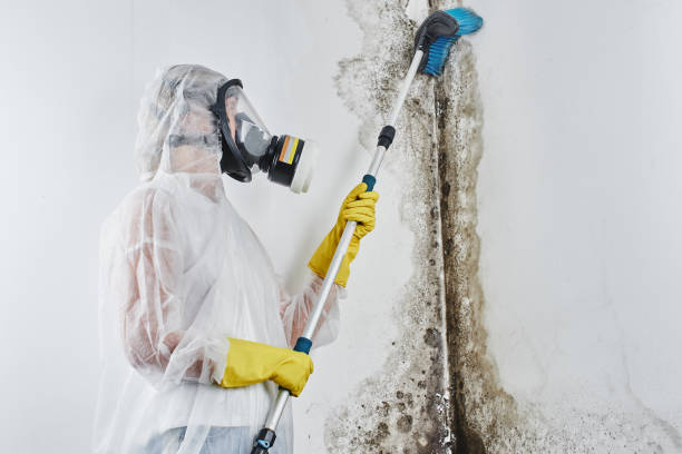 Mold Odor Removal Services